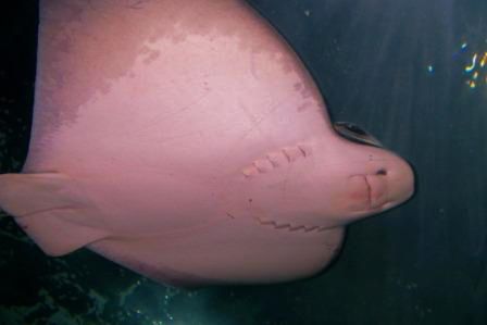 Aquarium of the Bay (30)