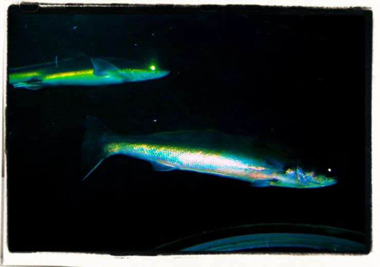 Aquarium of the Bay (32)