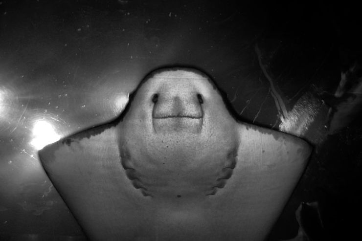 Aquarium of the Bay (34)