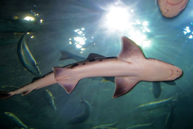 Aquarium of the Bay (35)