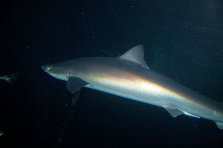 Aquarium of the Bay (36)