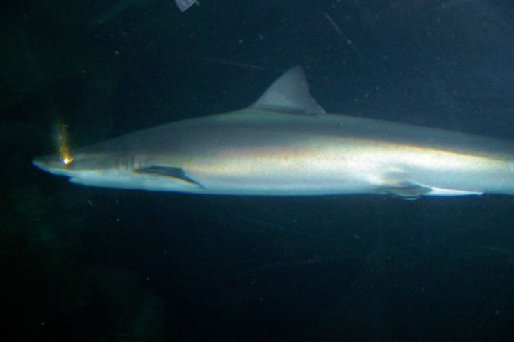 Aquarium of the Bay (38)