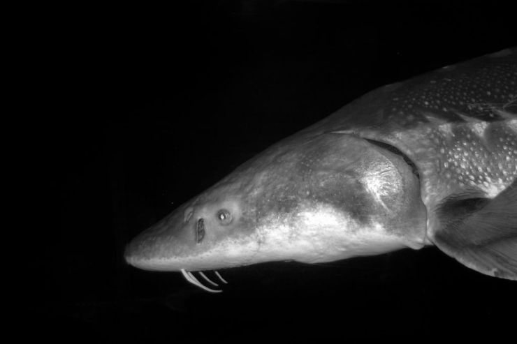 Aquarium of the Bay (40)