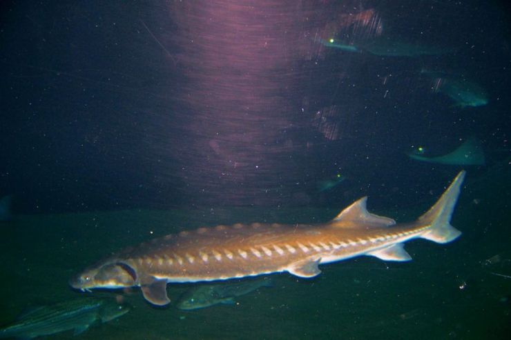 Aquarium of the Bay (41)