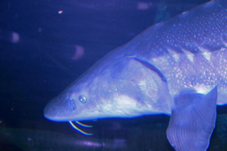 Aquarium of the Bay (43)