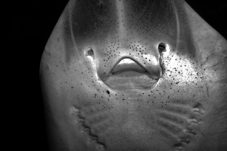 Aquarium of the Bay (46)