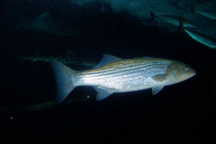 Aquarium of the Bay (47)