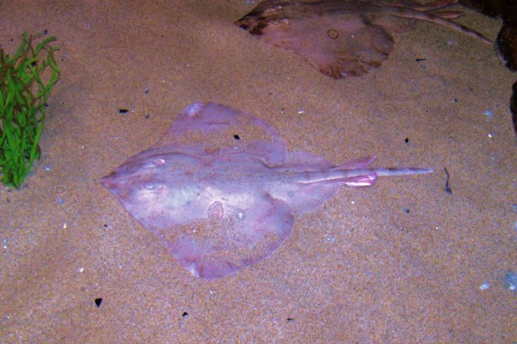 Aquarium of the Bay (48)