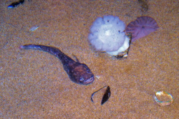 Aquarium of the Bay (5)