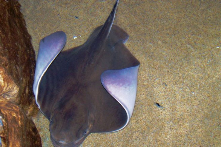 Aquarium of the Bay (50)