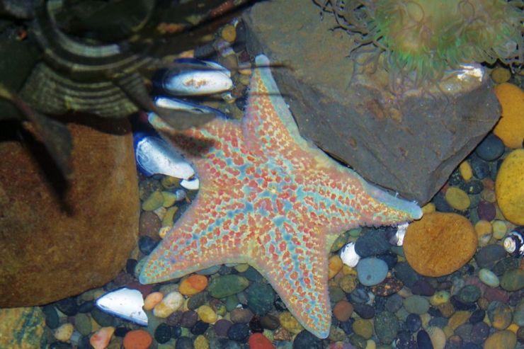 Aquarium of the Bay (51)