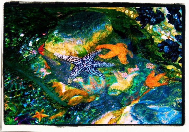 Aquarium of the Bay (53)