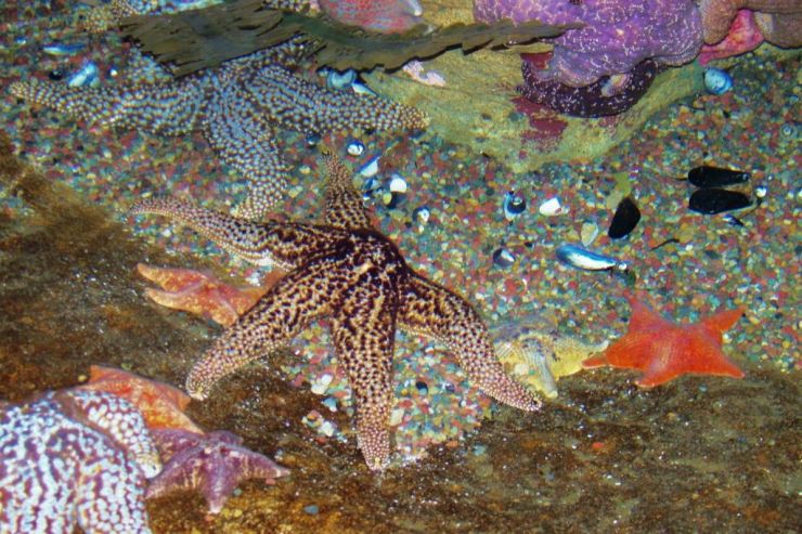 Aquarium of the Bay (55)