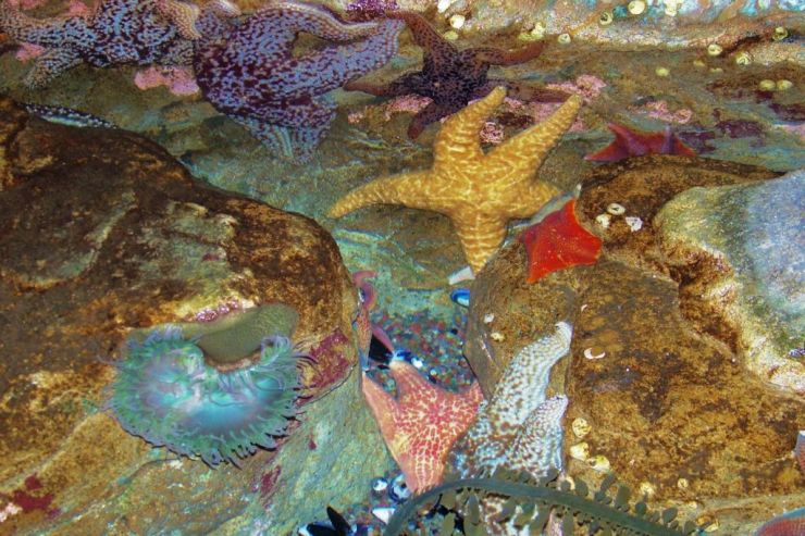 Aquarium of the Bay (56)