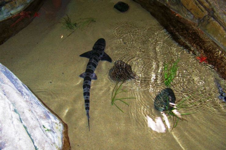 Aquarium of the Bay (57)