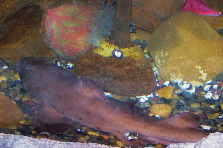 Aquarium of the Bay (58)