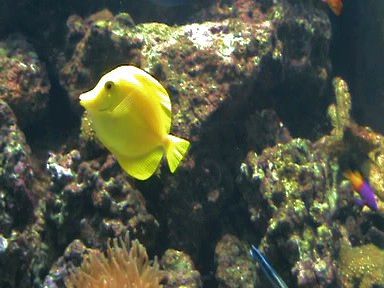 Aquarium of the Bay (59)