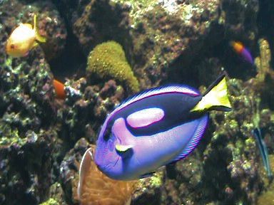 Aquarium of the Bay (61)