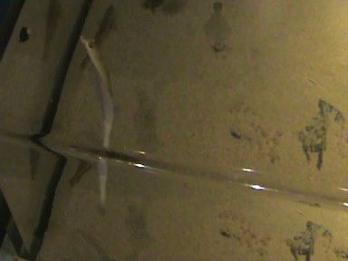 Aquarium of the Bay (62)