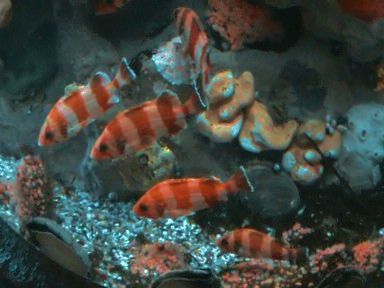 Aquarium of the Bay (65)