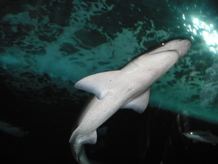 Aquarium of the Bay (67)