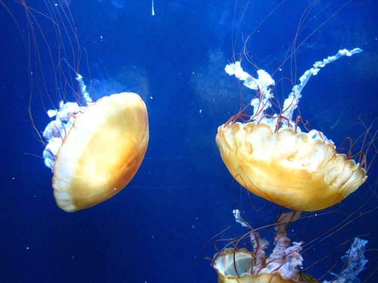 Aquarium of the Bay (69)