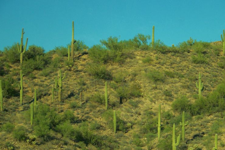 Arizona desert (4)