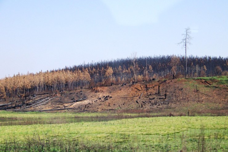 Blyde River NP 01 (restanten van bosbranden)