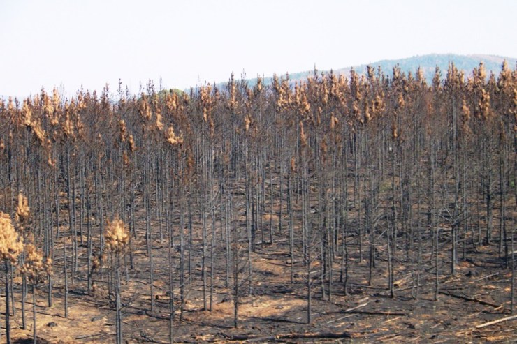 Blyde River NP 03 (restanten van bosbranden)