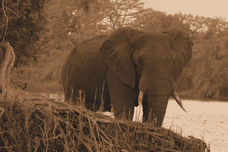 Boottocht op Zambezi (11)