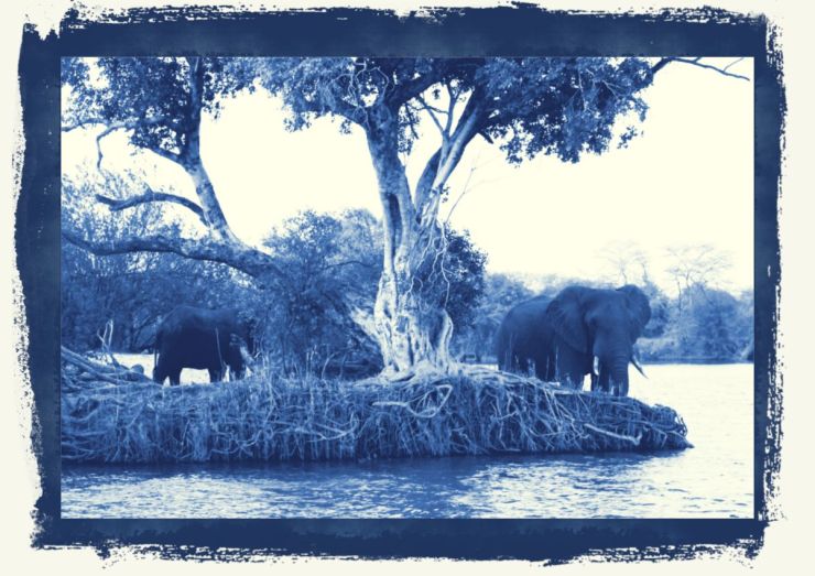 Boottocht op Zambezi (12)