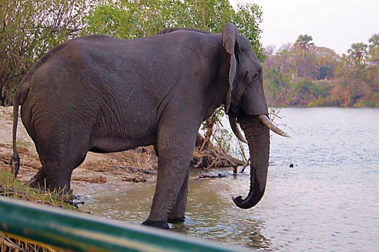 Boottocht op Zambezi (13)