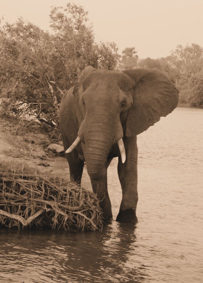 Boottocht op Zambezi (16)