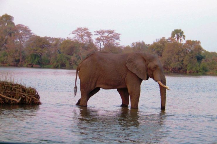 Boottocht op Zambezi (17)