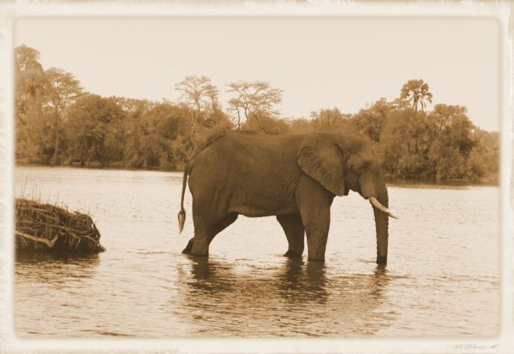 Boottocht op Zambezi (18)