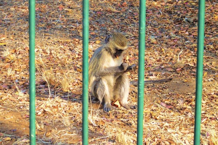 Boottocht op Zambezi (22)