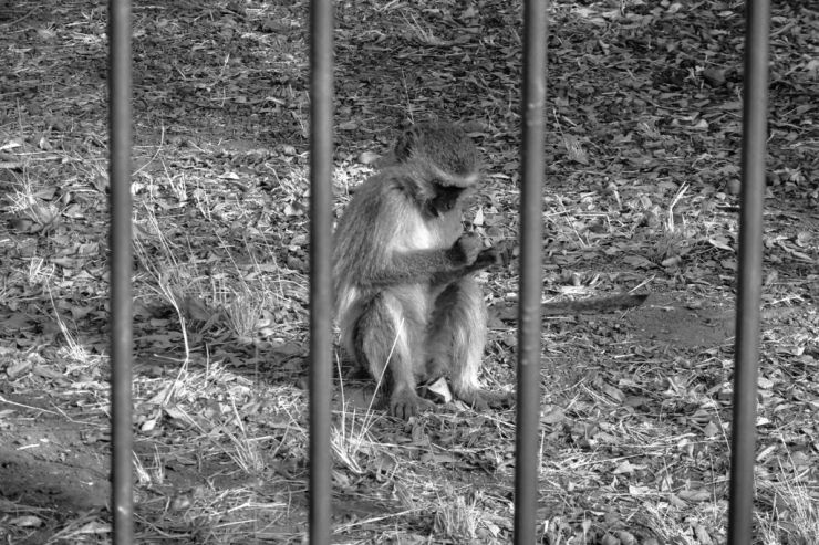 Boottocht op Zambezi (23)