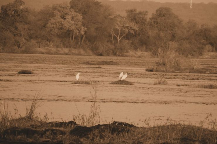 Boottocht op Zambezi (3)
