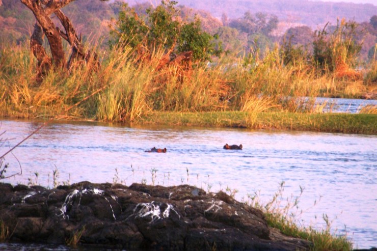 Boottocht op Zambezi (4)