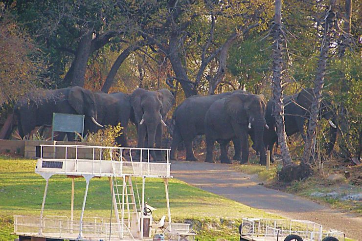 Boottocht op Zambezi (5)