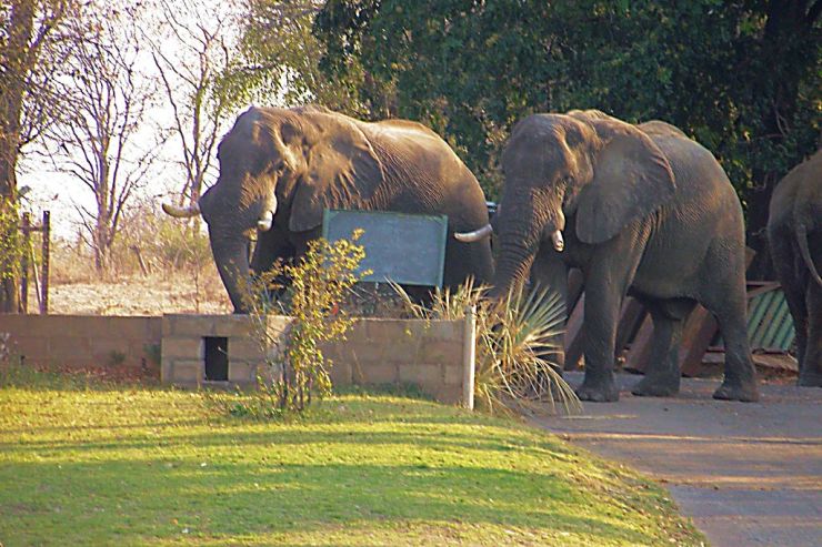 Boottocht op Zambezi (6)