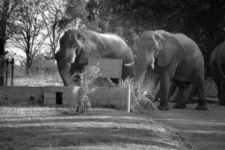 Boottocht op Zambezi (7)