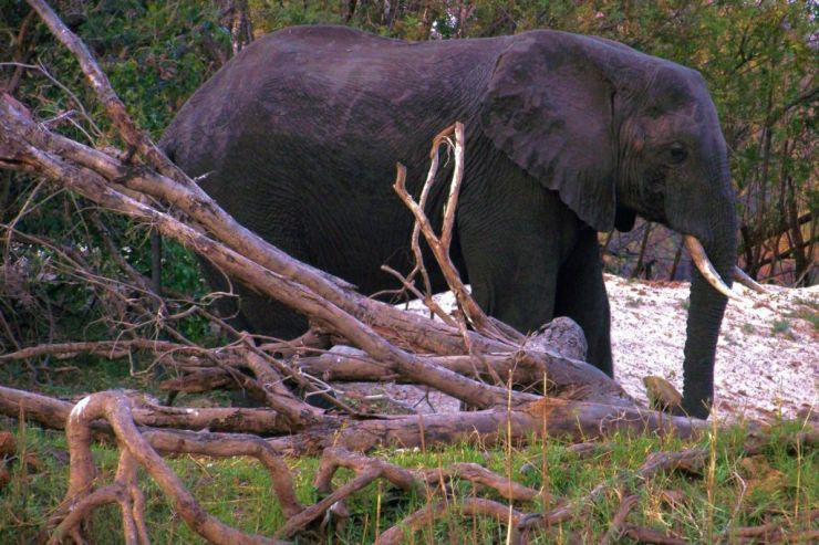 Boottocht op Zambezi (8)