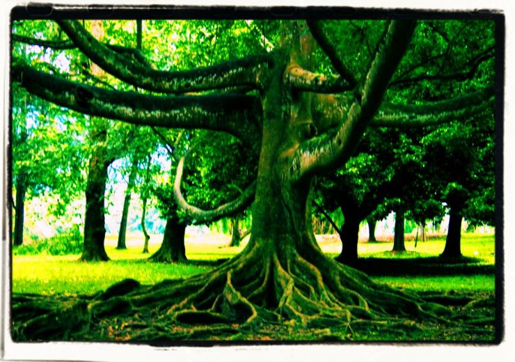 Botanische tuin (10)