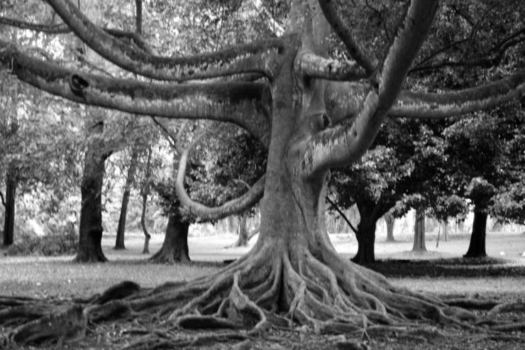 Botanische tuin (11)