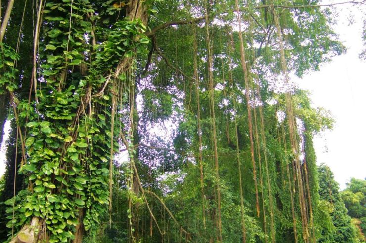 Botanische tuin (14)