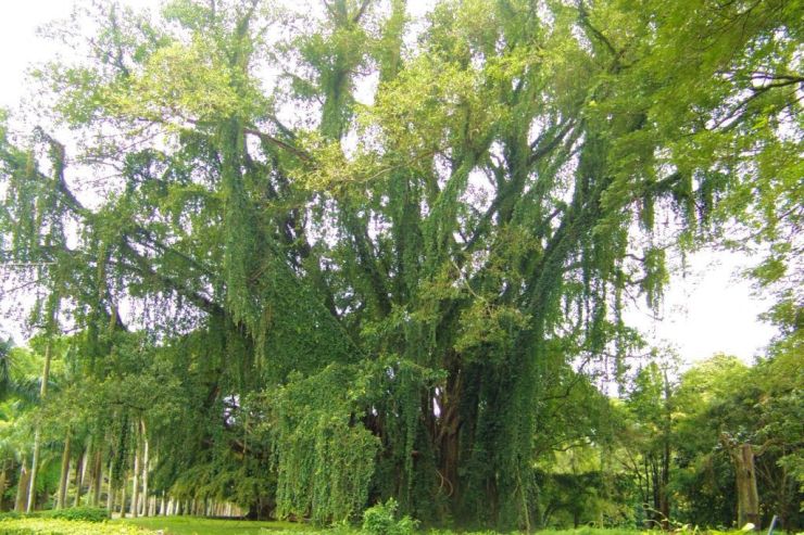 Botanische tuin (15)