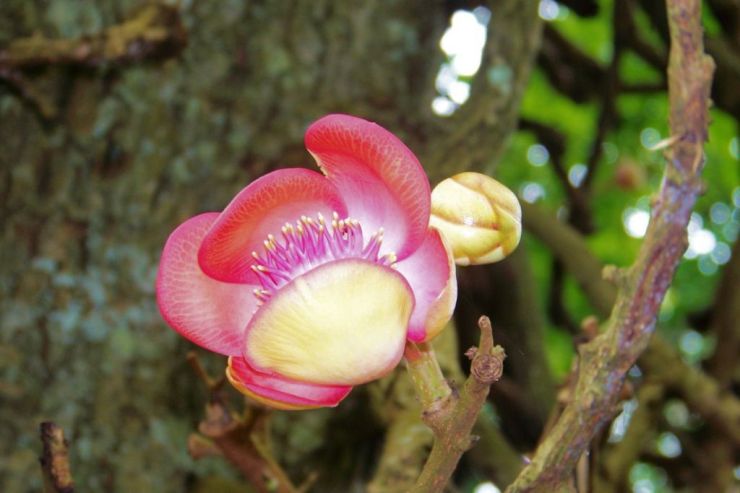 Botanische tuin (17)