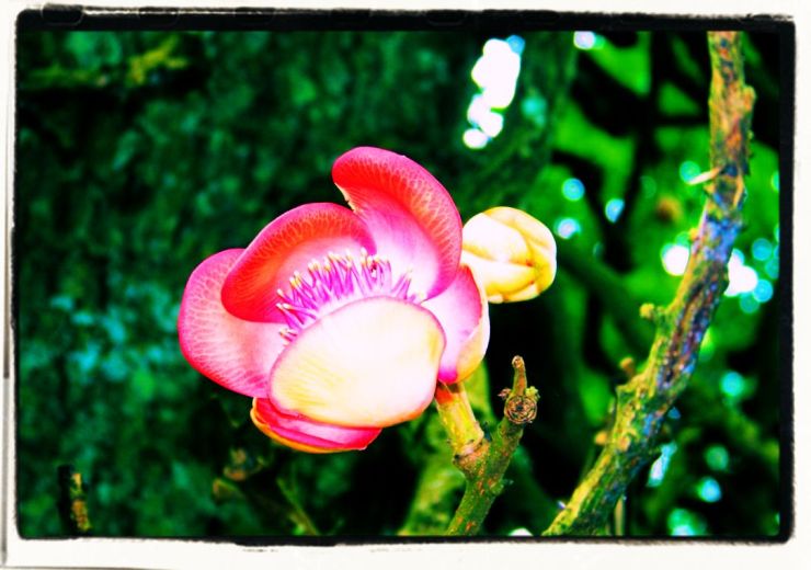 Botanische tuin (18)