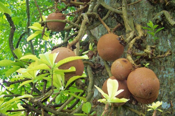 Botanische tuin (19)